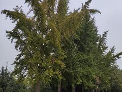 -赵州桥景区