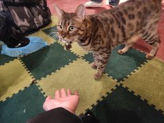 -猫猫幼稚园·撸猫·桌游·电玩