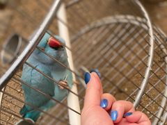 -南宫五洲植物乐园