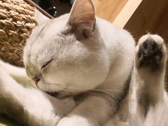 -猫和宫(六道口店)