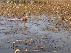 -盘龙城国家考古遗址公园