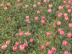 -长春公园(普阳街道)