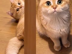 -欣宠猫屋·矮脚拿破仑·蓝金金渐层