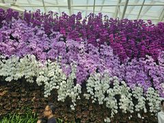 -石家庄市植物园
