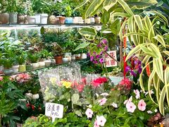 -溪岸路花鸟市场