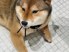 -柴务处·柴犬主题狗咖