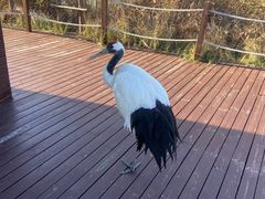 -盐城丹顶鹤湿地生态旅游区