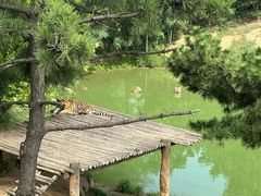 -西霞口神雕山野生动物世界