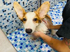 -FAELING PETS美天灵宠物(富力广场店)