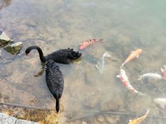 -茵特拉根酒店·西餐厅