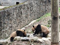 -都江堰中华大熊猫苑