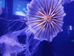 -青岛海底世界-水族馆