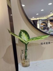 -倾城护肤造型