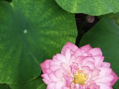 -陈家山荷花公园