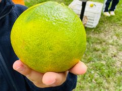 -前小桔亲子创意农场·草莓采摘·露营烧烤