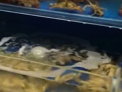 -五缘湾凯悦酒店·悦饗中餐厅