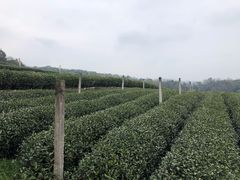 -中国茶叶博物馆(双峰馆区)