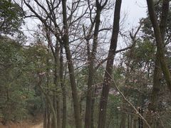 -西湖风景区十里琅珰-五云山