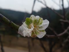 -南国桃园旅游度假区