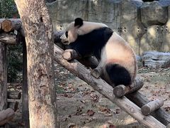 -上海野生动物园