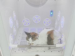 -爱洗澡的猫(望京店)
