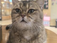 -藏猫猫咖啡主题馆(中央大道店)