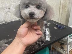 -宠物梦想家(日月豪庭店)