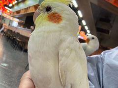 -吉丁鸟咖·异宠·寄养