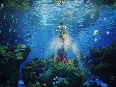 -芜湖新华联大白鲸海洋公园