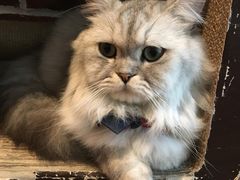 -猫友咖啡店(玉林西路店)