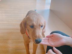 -Husky Go! 哈士奇体验馆·宠物咖啡厅狗咖