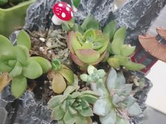 -苏州艺都古玩花鸟市场