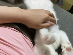 -东方名猫馆·英短金渐层布偶猫舍(环线广场1号楼店)