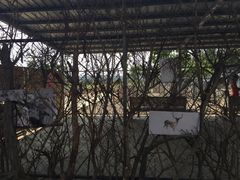 -鹿境梅花鹿生态园区
