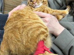 -爱侣宠医·鹦鹉专科·小型哺乳类·异宠专科(灵石路店)