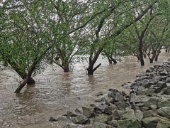 -宝安西湾红树林湿地公园