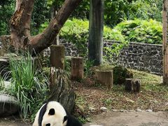 -都江堰中华大熊猫苑