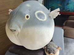 -肆月河豚·新淮扬(金融街店)