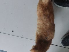 -东北烧烤铁锅炖水库鱼