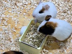 -龟与熊猫宠物公园(南坪店)