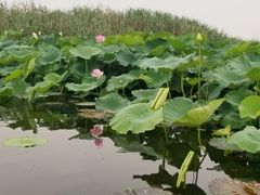 -荷塘月色湿地公园·向阳花洲