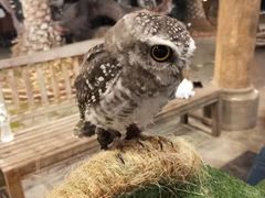 -清迈夜间动物园