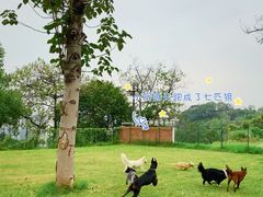 -趣多多宠物公园·宠物训犬学校·宠物寄养