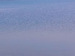 -丁香湖公园