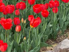 -洛阳郁金香牡丹园