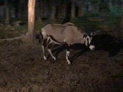 -清迈夜间动物园