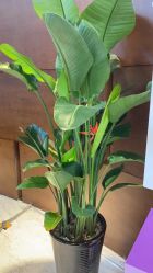 -洁铭新加坡医美