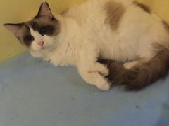 -猫色咖啡·猫咖