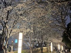 -武汉大学-樱园