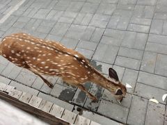 -北京鹿世界主题园